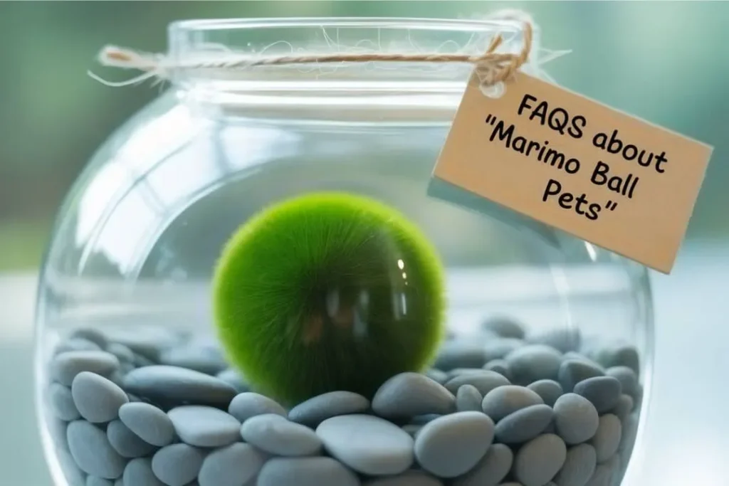 Marimo Ball Pets
